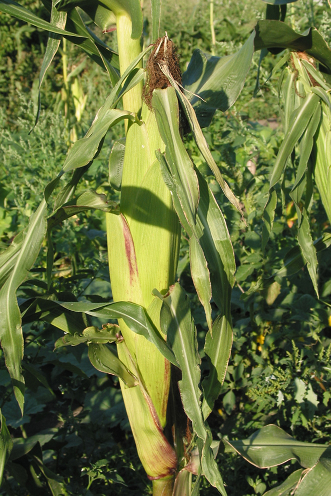 Image of Zea mays specimen.