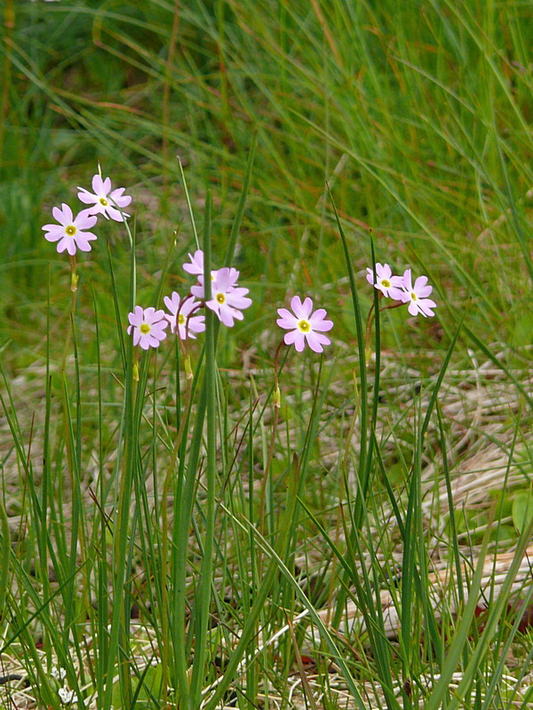 Изображение особи Primula finmarchica.