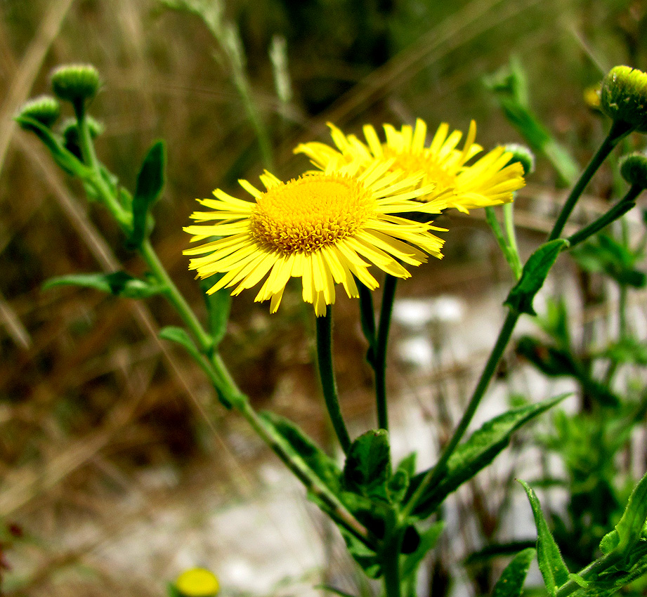 Image of Pulicaria dysenterica specimen.