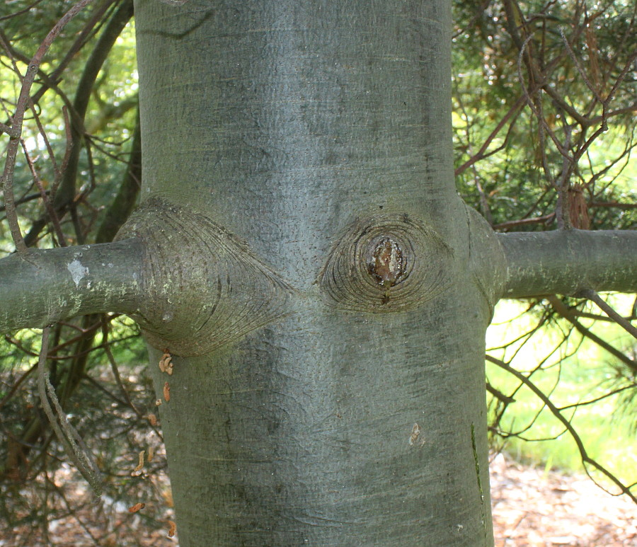 Image of Pinus armandii specimen.