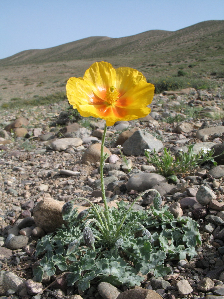 Image of Glaucium squamigerum specimen.