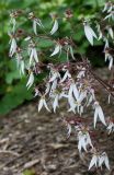 Saxifraga stolonifera