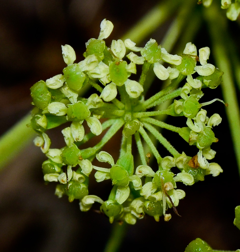 Image of Heteromorpha arborescens specimen.