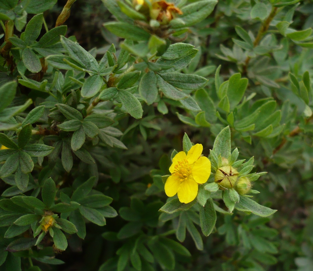 Image of Dasiphora fruticosa specimen.