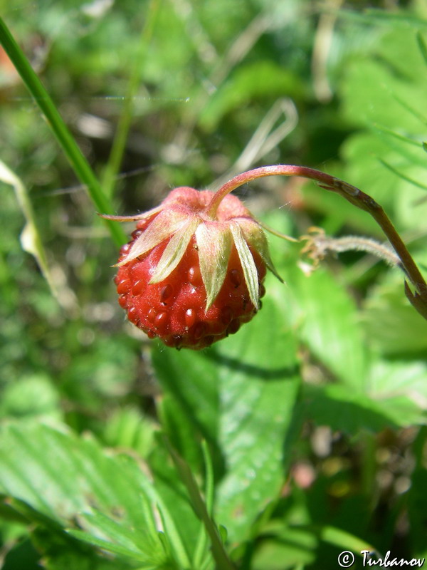 Изображение особи Fragaria campestris.