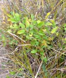 Sanguisorba officinalis