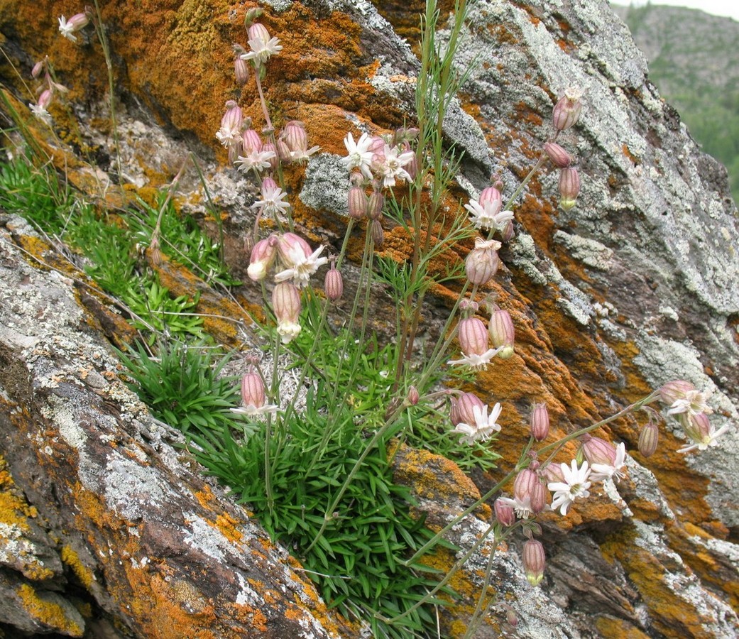 Image of Silene turgida specimen.