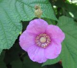 Rubus odoratus