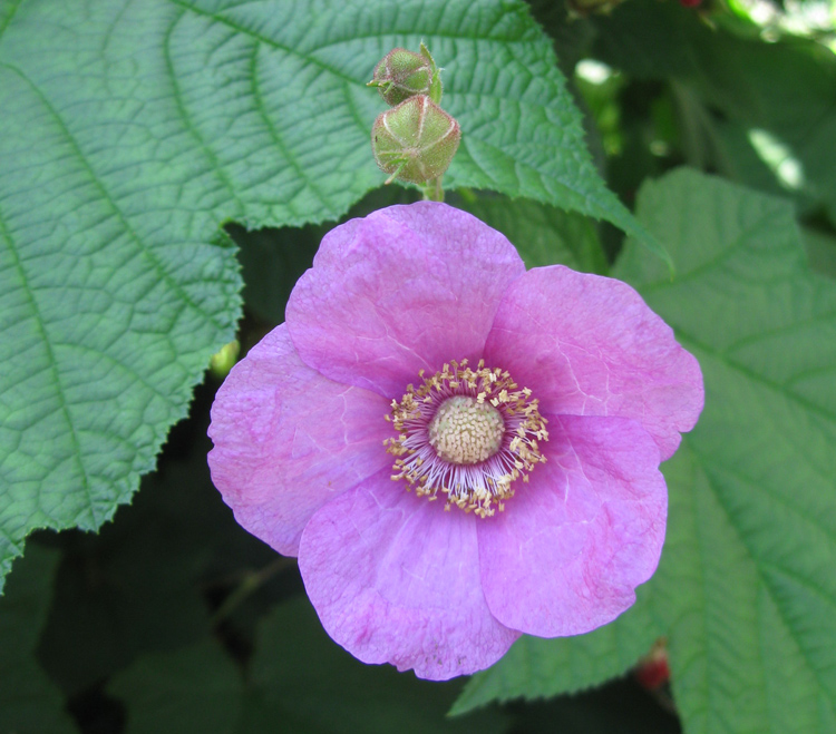 Image of Rubus odoratus specimen.