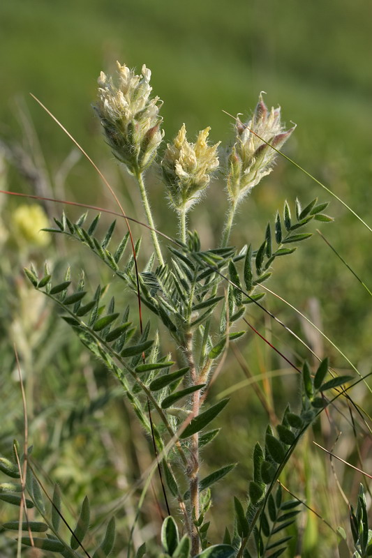 Image of Oxytropis pilosa specimen.