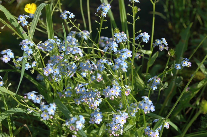 Изображение особи Myosotis palustris.