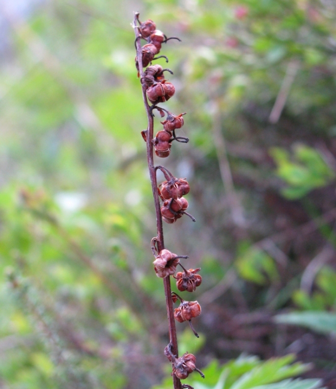 Image of Pyrola norvegica specimen.