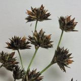 Juncus articulatus