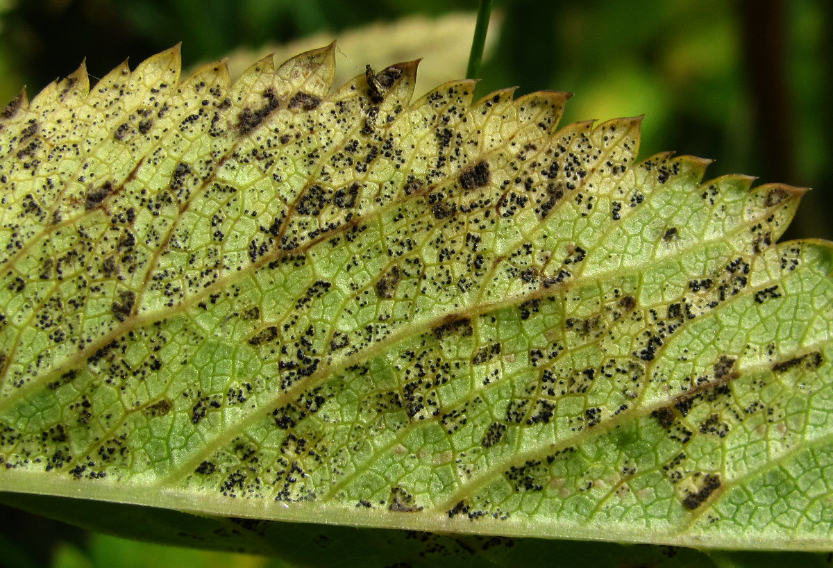 Изображение особи Angelica sylvestris.