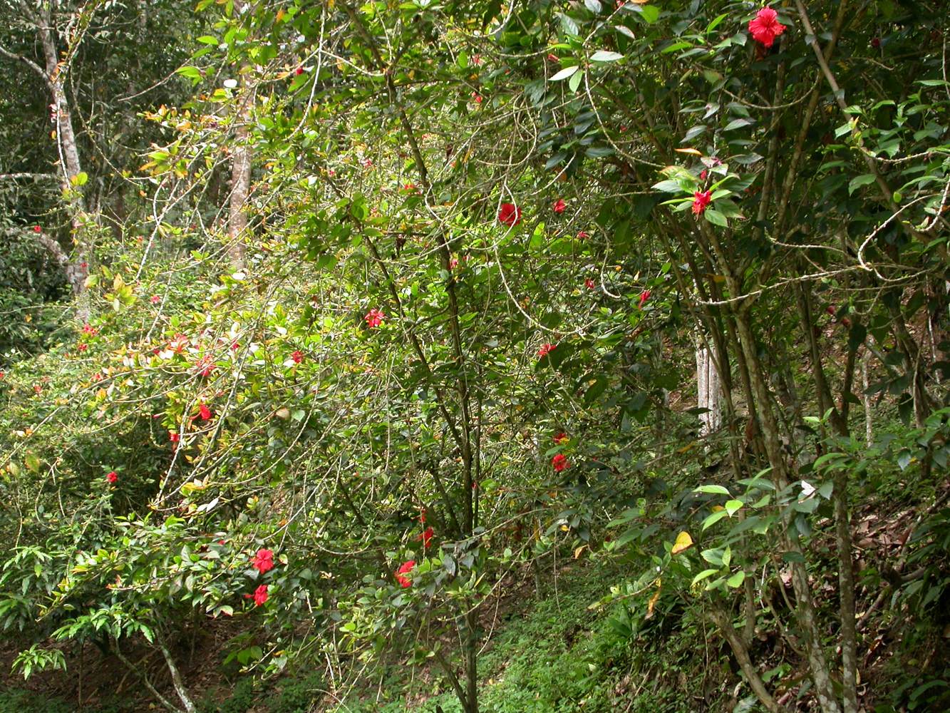 Image of Hibiscus rosa-sinensis specimen.