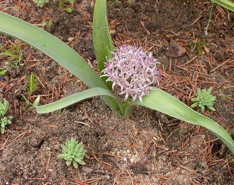 Image of Allium derderianum specimen.