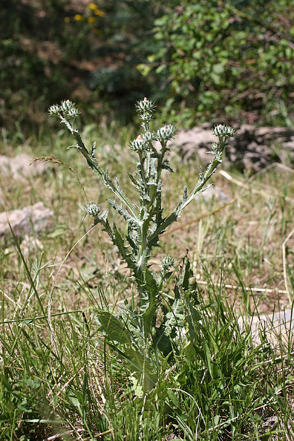 Image of Cousinia microcarpa specimen.