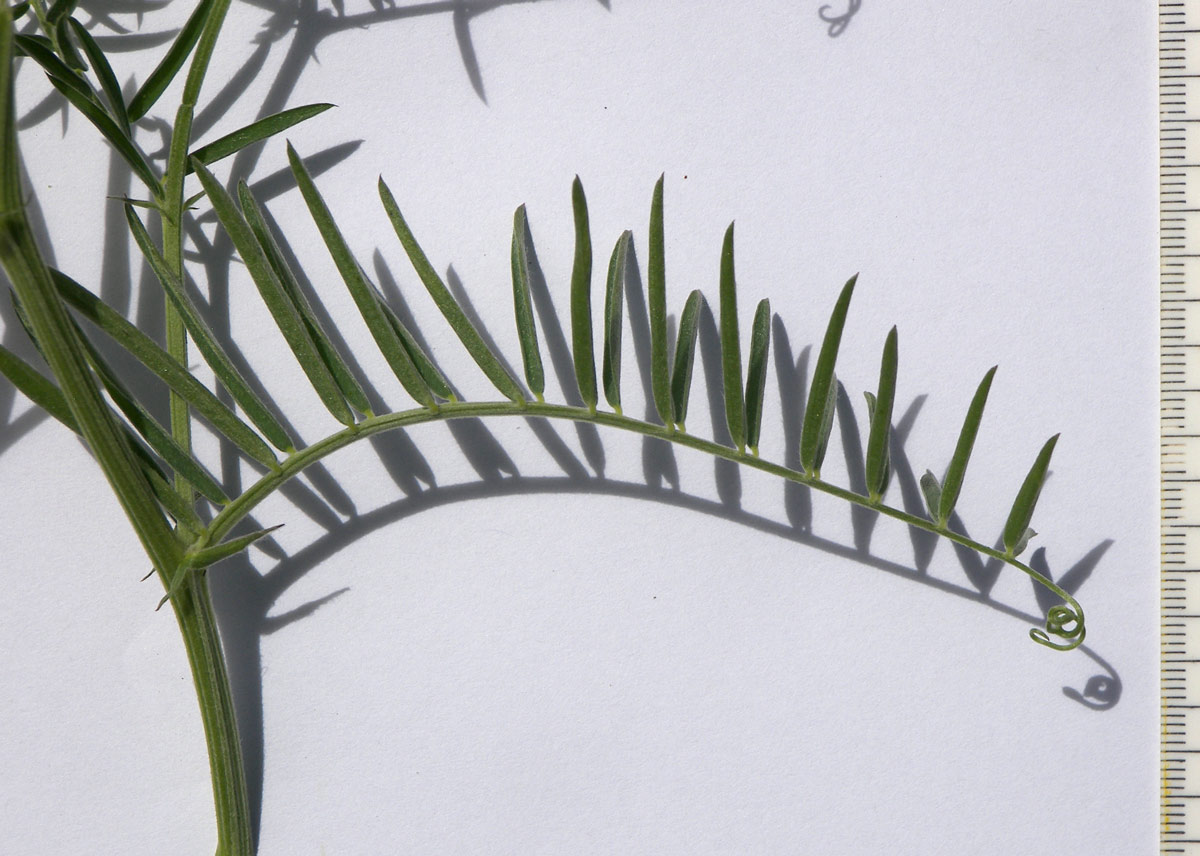 Image of Vicia tenuifolia specimen.