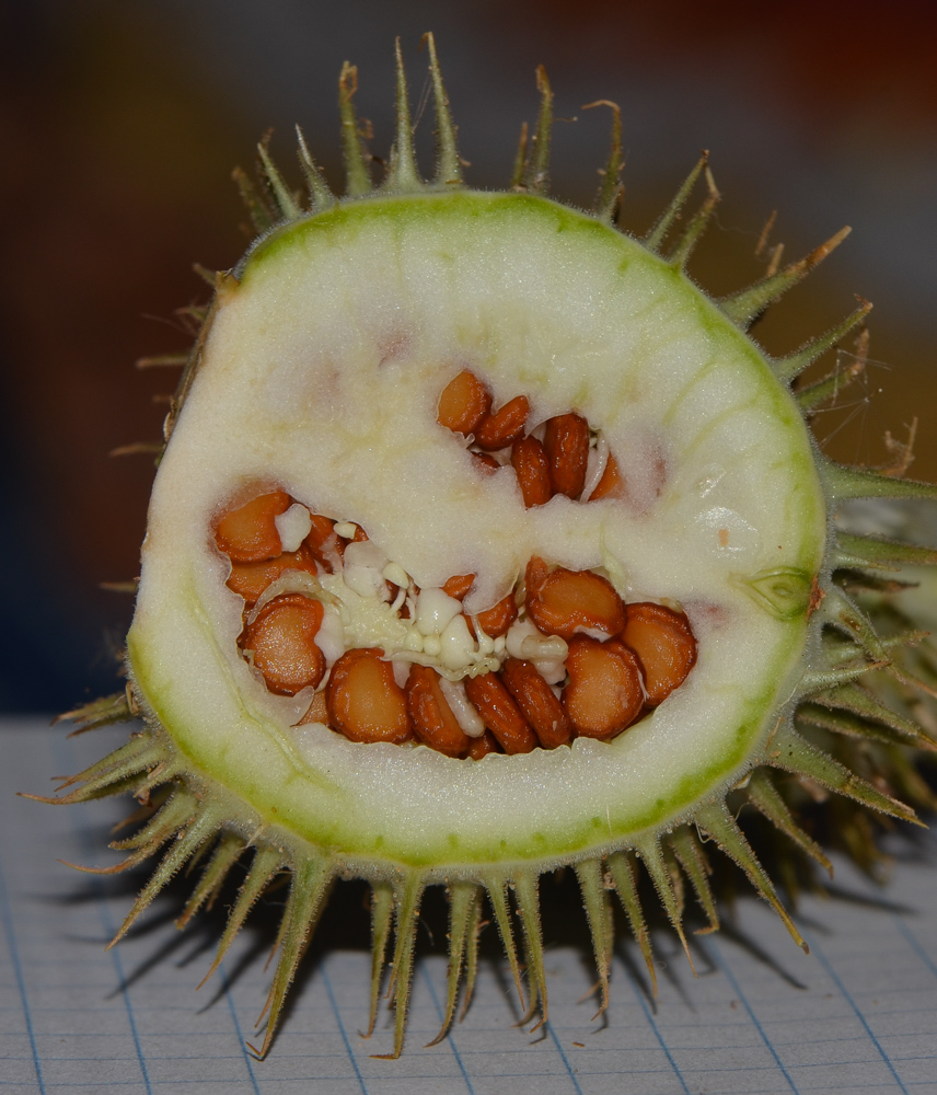 Image of Datura innoxia specimen.