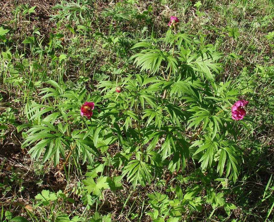 Image of Paeonia anomala specimen.