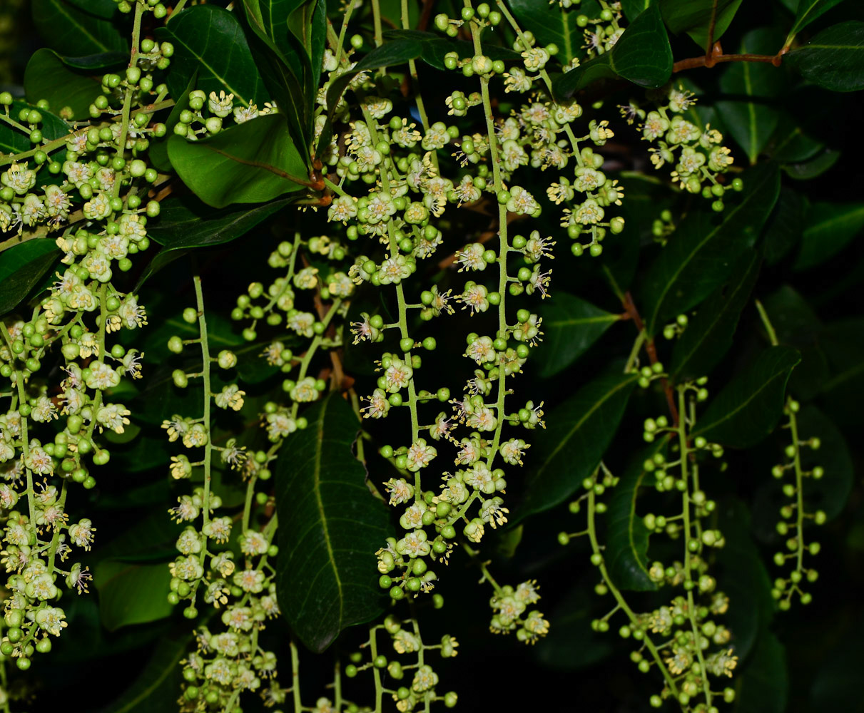 Image of Cupaniopsis anacardioides specimen.