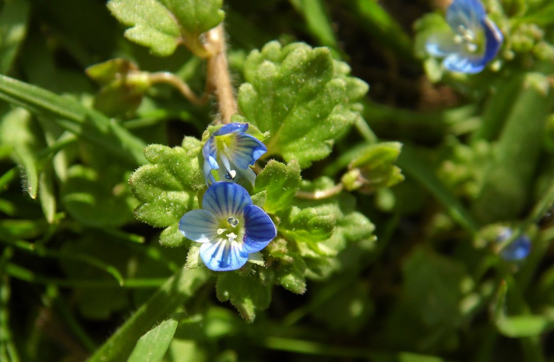 Image of Veronica polita specimen.