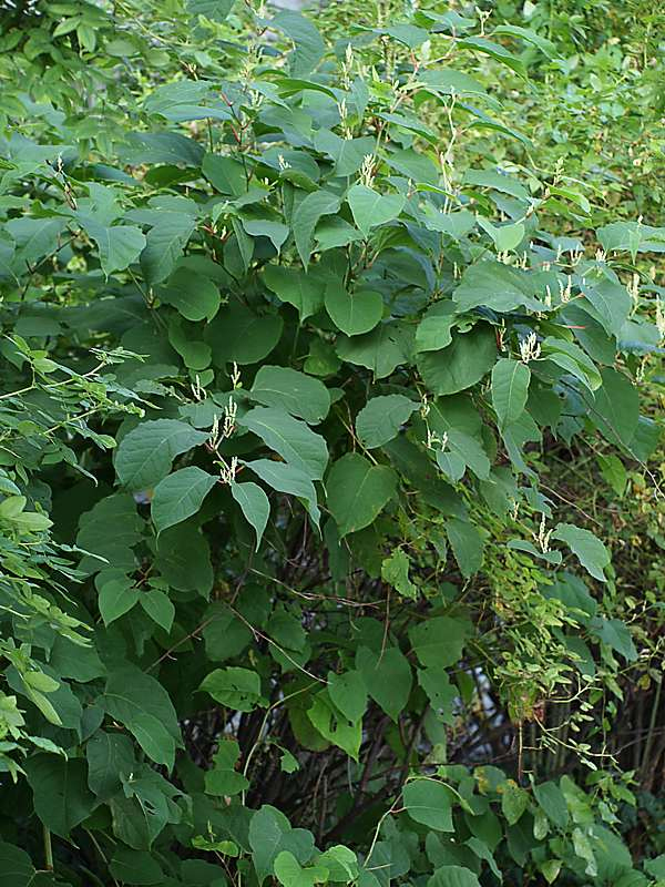 Image of Reynoutria japonica specimen.