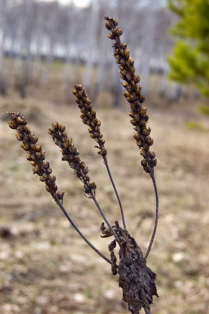 Image of Veronica teucrium specimen.