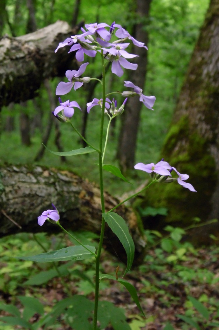 Изображение особи Hesperis matronalis.