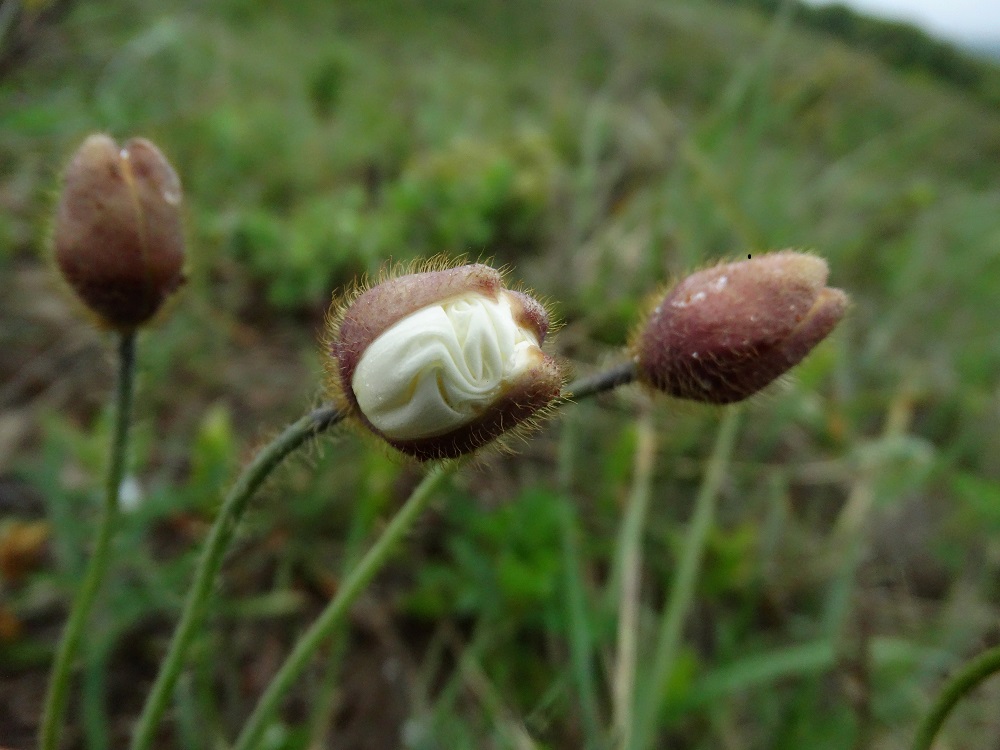 Изображение особи Papaver anomalum.