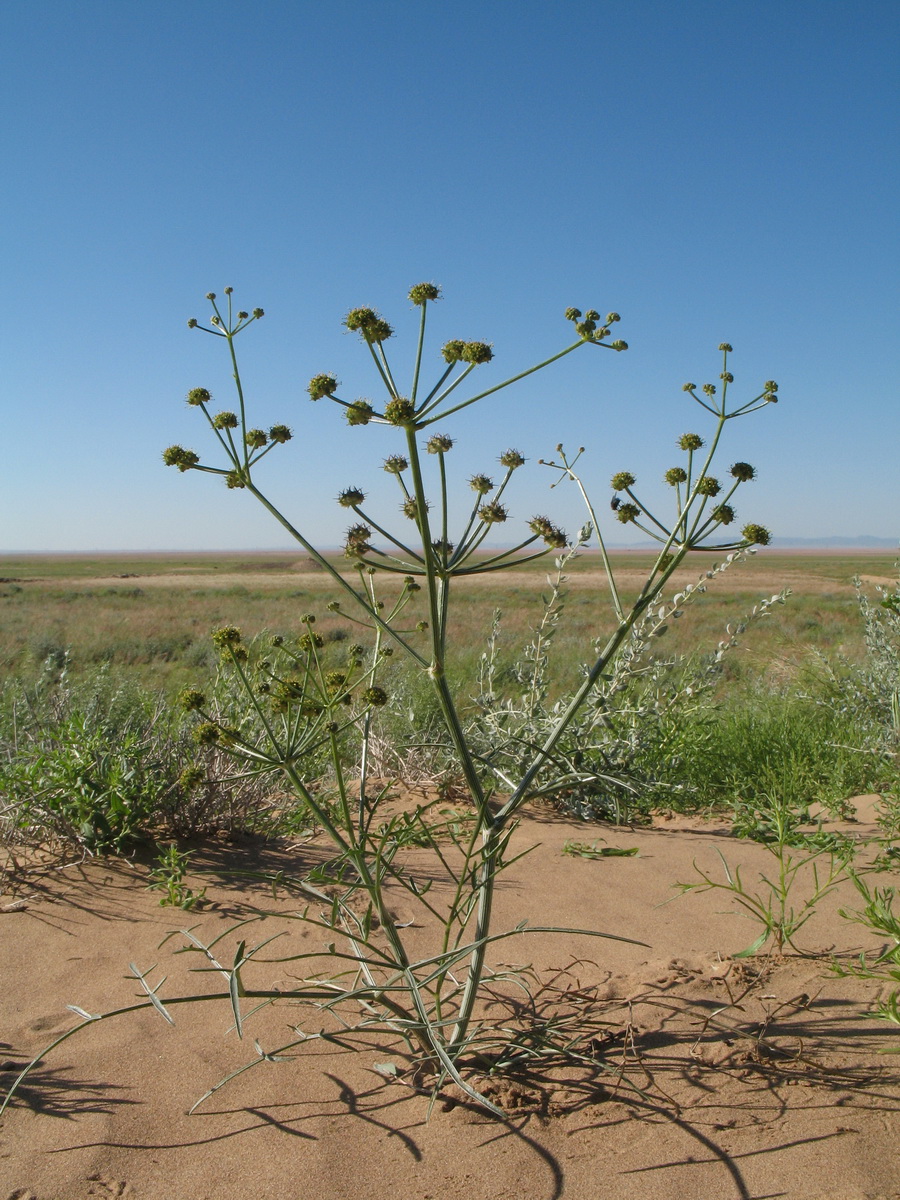 Image of Ferula karelinii specimen.