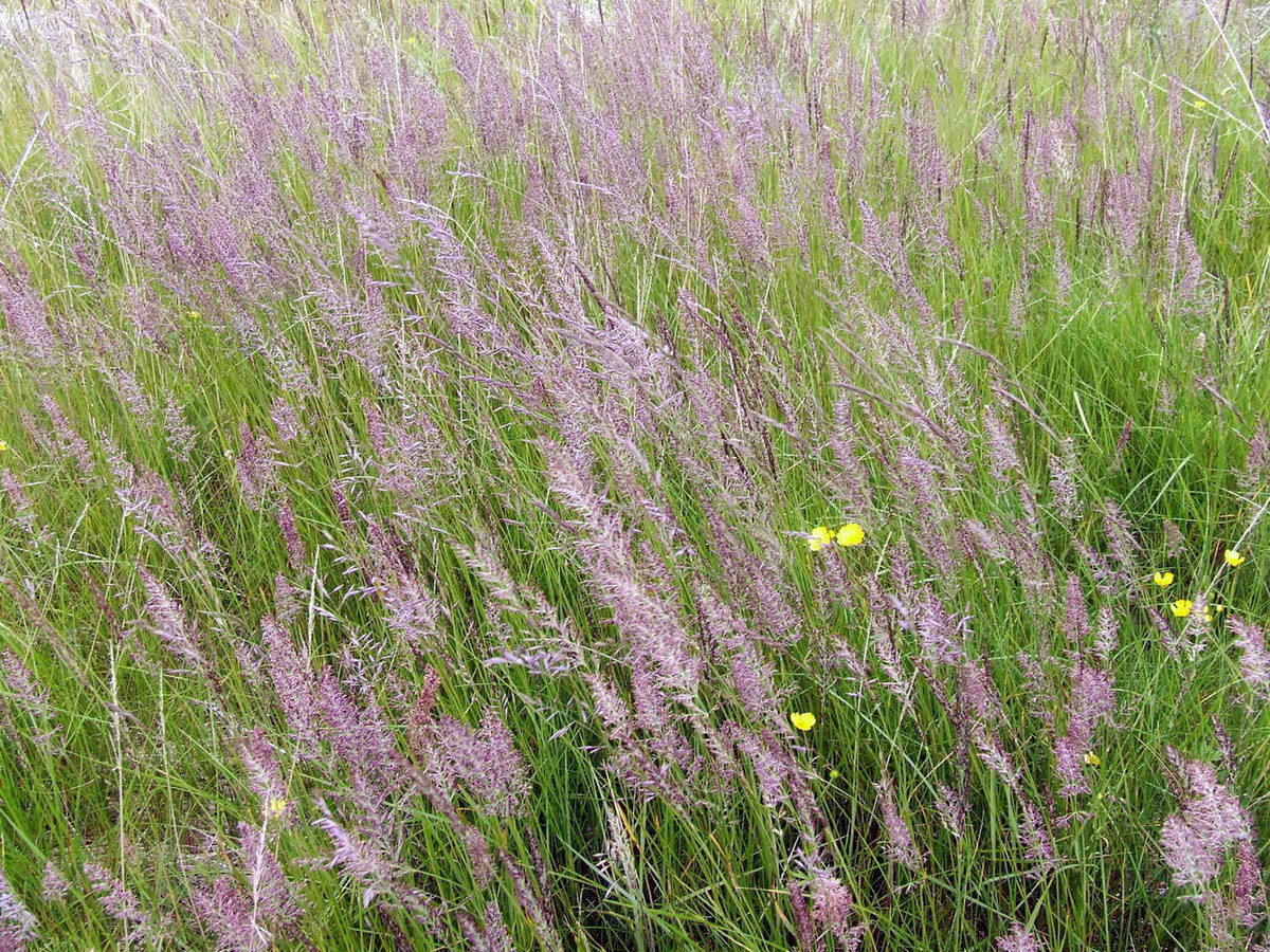 Image of genus Calamagrostis specimen.