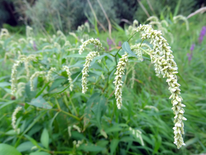 Image of Persicaria lapathifolia specimen.