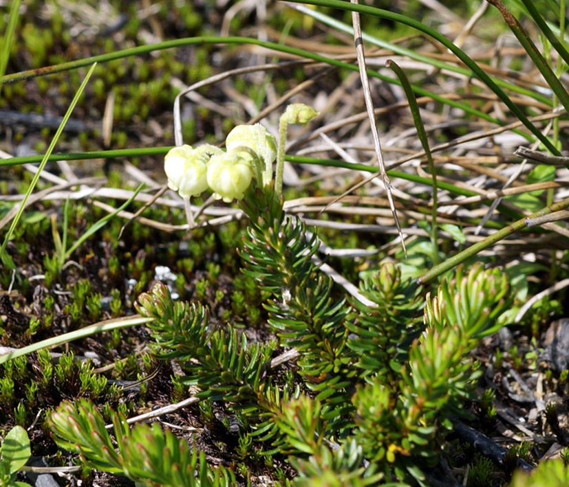 Image of Phyllodoce aleutica specimen.