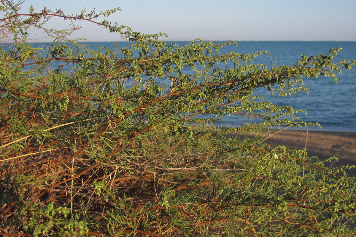 Image of Artemisia arenaria specimen.