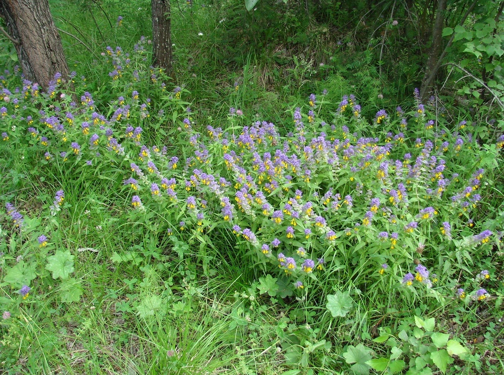 Image of Melampyrum nemorosum specimen.