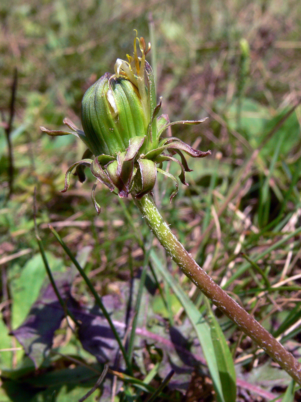 Image of Taraxacum mongolicum specimen.