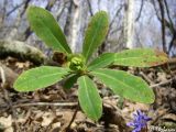 Euphorbia amygdaloides