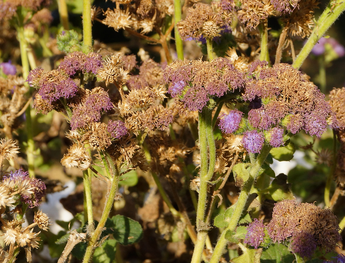 Image of Ageratum houstonianum specimen.