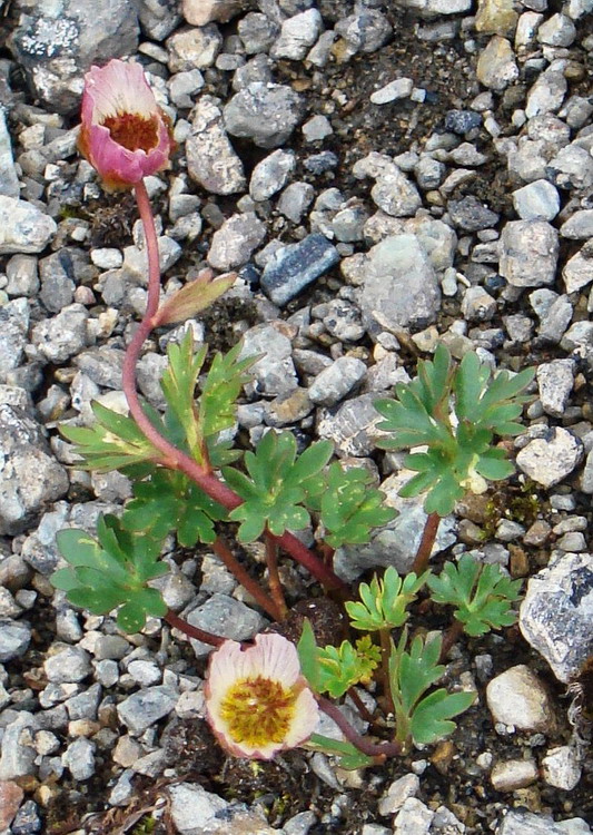 Image of Beckwithia glacialis specimen.