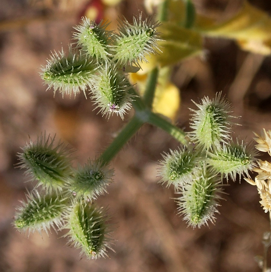 Image of Turgenia latifolia specimen.