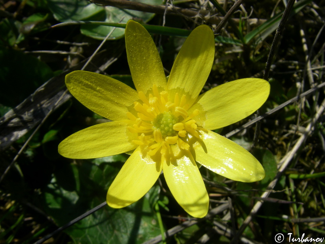 Image of Ficaria calthifolia specimen.