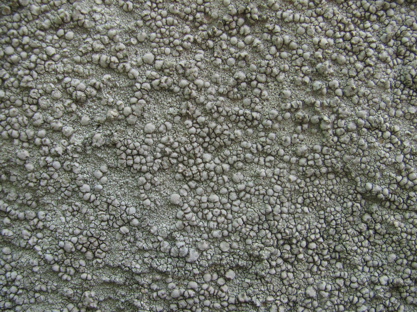 Image of genus Lecanora specimen.