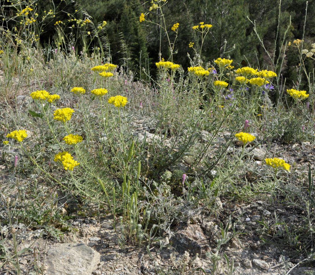 Image of Haplophyllum coronatum specimen.