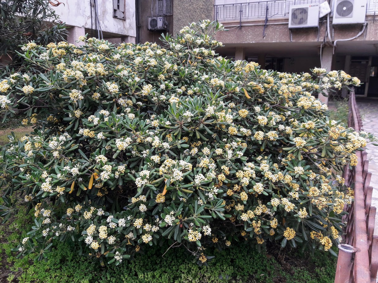 Image of Pittosporum tobira specimen.