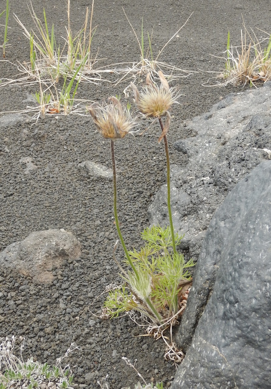 Image of Pulsatilla multifida specimen.