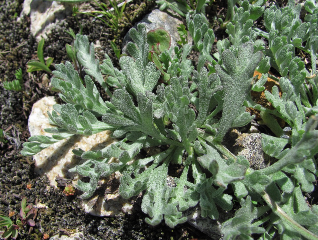 Image of Anthemis saportana specimen.