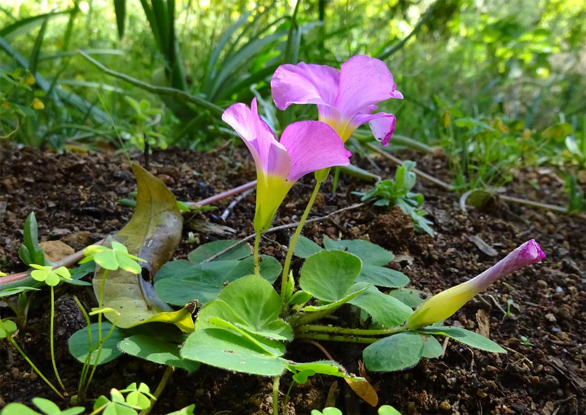 Image of Oxalis purpurea specimen.