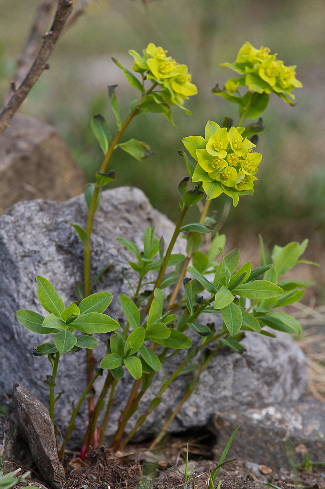 Изображение особи Euphorbia altaica.