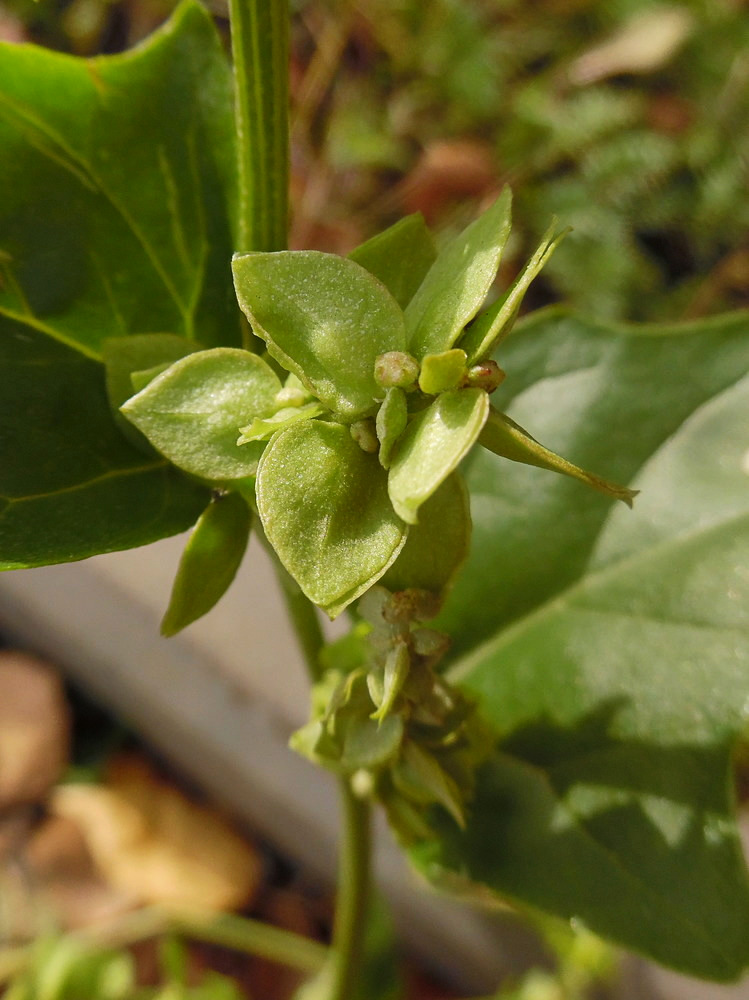 Image of Atriplex sagittata specimen.